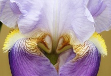 Purple Bearded Iris Abstract