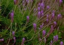 Purple Lavender Against Green Field