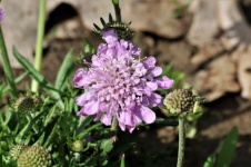 Purple Pincushion Flower Close-up