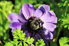 Purple Poppy Anemone Close-up