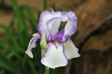 Purple Striped White Bearded Iris