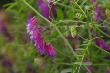 Purple Wildflower In Israel