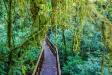 Rain Forest In Doi Inthanon ,chiangmai
