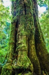 Rain Forest In Doi Inthanon ,chiangmai