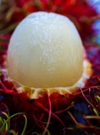 Rambutan Sweet Delicious Fruit