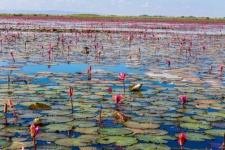 Red Waterlily ,Udonthani ,thailand ,