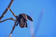 Ripe Pecan Nut On Tree