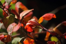 Russet Coloured Leaf In Sunlight
