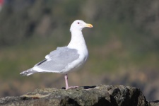 Seagull's Stare