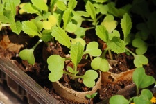Seedlings In Improvised Seed Tray