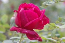 Side View Of Pink Rose