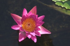 Single Deep Pink Water Lily