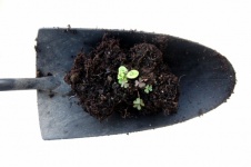Small Gardening Spade With Plant
