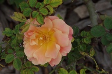 Small Orange Dog Rose
