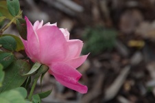 Small Pink Rose From Side