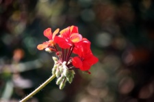 Small Red Geranium Flower Head