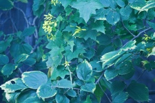 Small Yellow Canary Creeper Flower