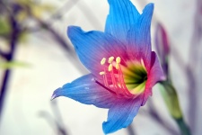 Springtime Fairly Lily 7