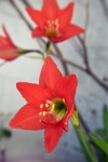 Springtime Fairy Lily 1