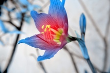 Springtime Fairy Lily 6