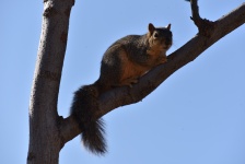 Squirrel On Tree Brach