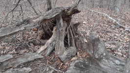 Stump Of Fallen Tree In Forest