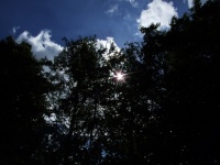 Sun Through Tree