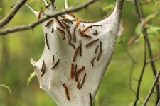 Tent Caterpillars On Web Close-up