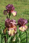 Three Purple Bearded Iris And Buds
