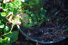 Thyme Growing In An Old Enamel Dish