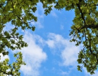 Tree Framed Blue Sky Background
