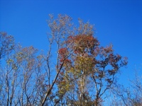 Trees With Discoloured Leaves