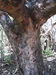 Trunk Of A Mature Marula Tree