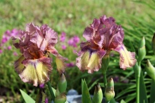 Two Purple And Yellow Bearded Iris