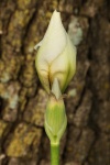 Two White Iris Buds Close-up