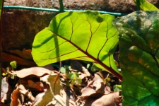 Veined Leaf Of Beetroot
