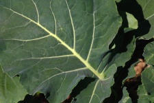 Veined Leaf Of Broccoli Plant