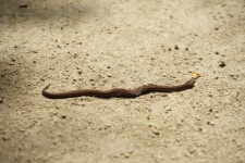 Viper, Poisonous Snake