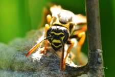 Wasp On Is Cove