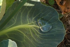 Water Drop In Cauliflower Leaf