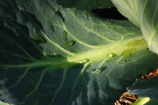 Water On Outer Cabbage Leaf