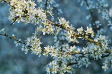 Hawthorn Blossom Shrub Flower