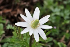 White Carolina Anemone Close-up