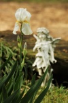 White Iris And Garden Fairy