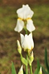 White Iris Bud