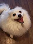White Pomeranian Dog Smiling