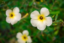 White Tropical Flower