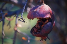Wide Gaping Decaying Pomegranate