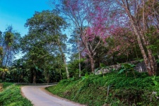 Wild Himalayan Cherry , Chiang Rai ,