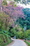 Wild Himalayan Cherry , Chiang Rai